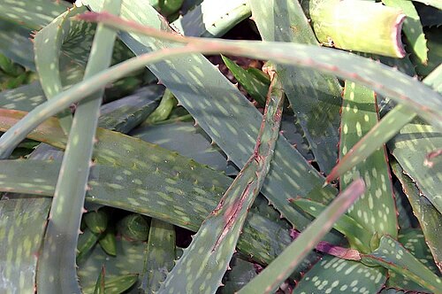 Aloe sinkatana: Location taken: the New York Botanical Garden. Names: Aloe sinkatana Reynolds, Alo Classification: Plantae > Magnoliophyta > Liliopsida > Asparagales > Xanthorr