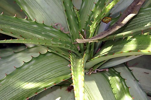 Aloe somaliensis: Location taken: the New York Botanical Garden. Names: Aloe somaliensis C.H.Wright ex W.Watson Classification: Plantae > Magnoliophyta > Liliopsida > Asparagales