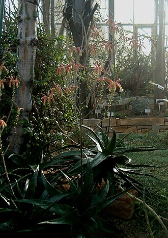 Aloe somaliensis: Location: Botanical Gardens Berlin Dahlem Xerophyt