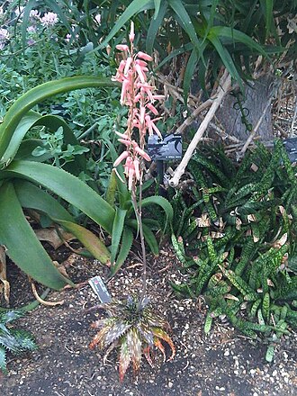 Aloe somaliensis: Aloe somaliensis at Kew Gardens, England.
