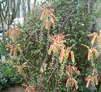 Aloe somaliensis: Location: Botanical Gardens Berlin Dahlem Xerophyt