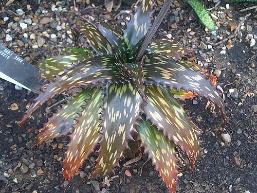 Aloe somaliensis: Aloe somaliensis at Kew Gardens, England.
