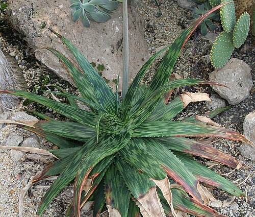 Aloe somaliensis: Aloe somaliensis, EGA Erfurt