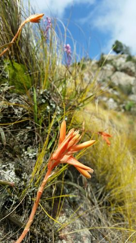 Aloe soutpansbergensis (Aloe soutpansbergensis)