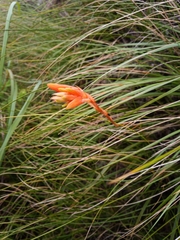 Aloe soutpansbergensis (Aloe soutpansbergensis)