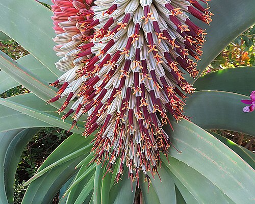 Aloe speciosa: Known in gardening as Tilt-head Aloe as it tends to tilt toward the sun. Native to South Africa where it is known as Spaansaalwyn. Photo from a garden in Goleta
