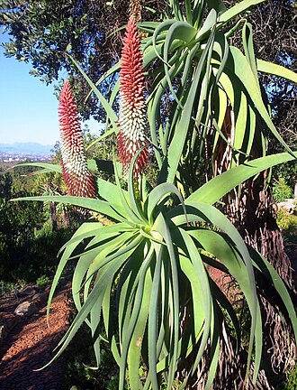 Aloe speciosa: Aloe speciosa - tilt head aloe