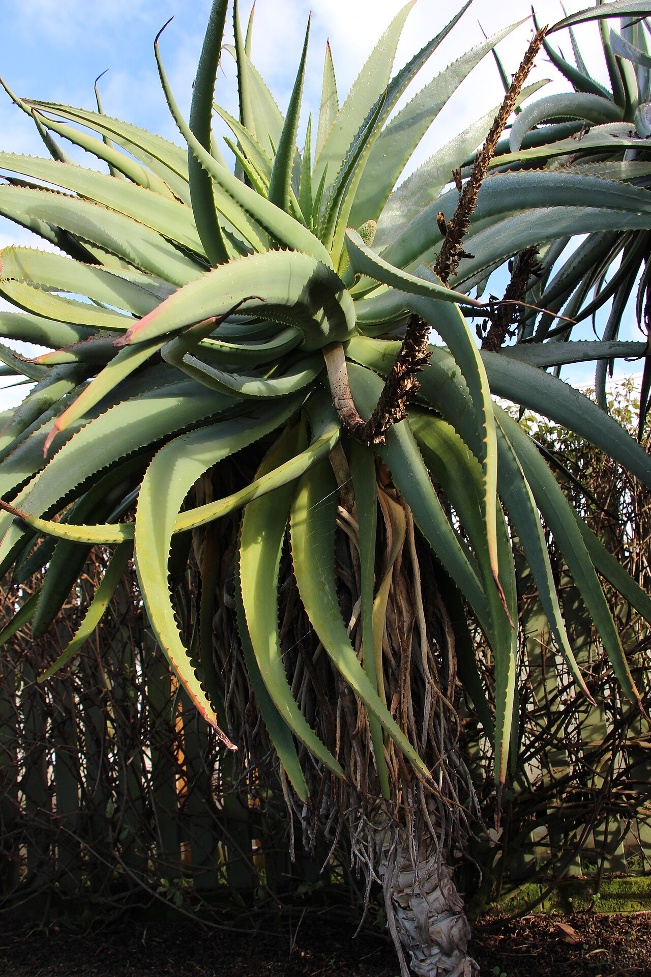 Aloe speciosa: Aloe speciosa. Peter Black Conservatory, Victoria Esplanade Park, Palmerston North, New Zealand