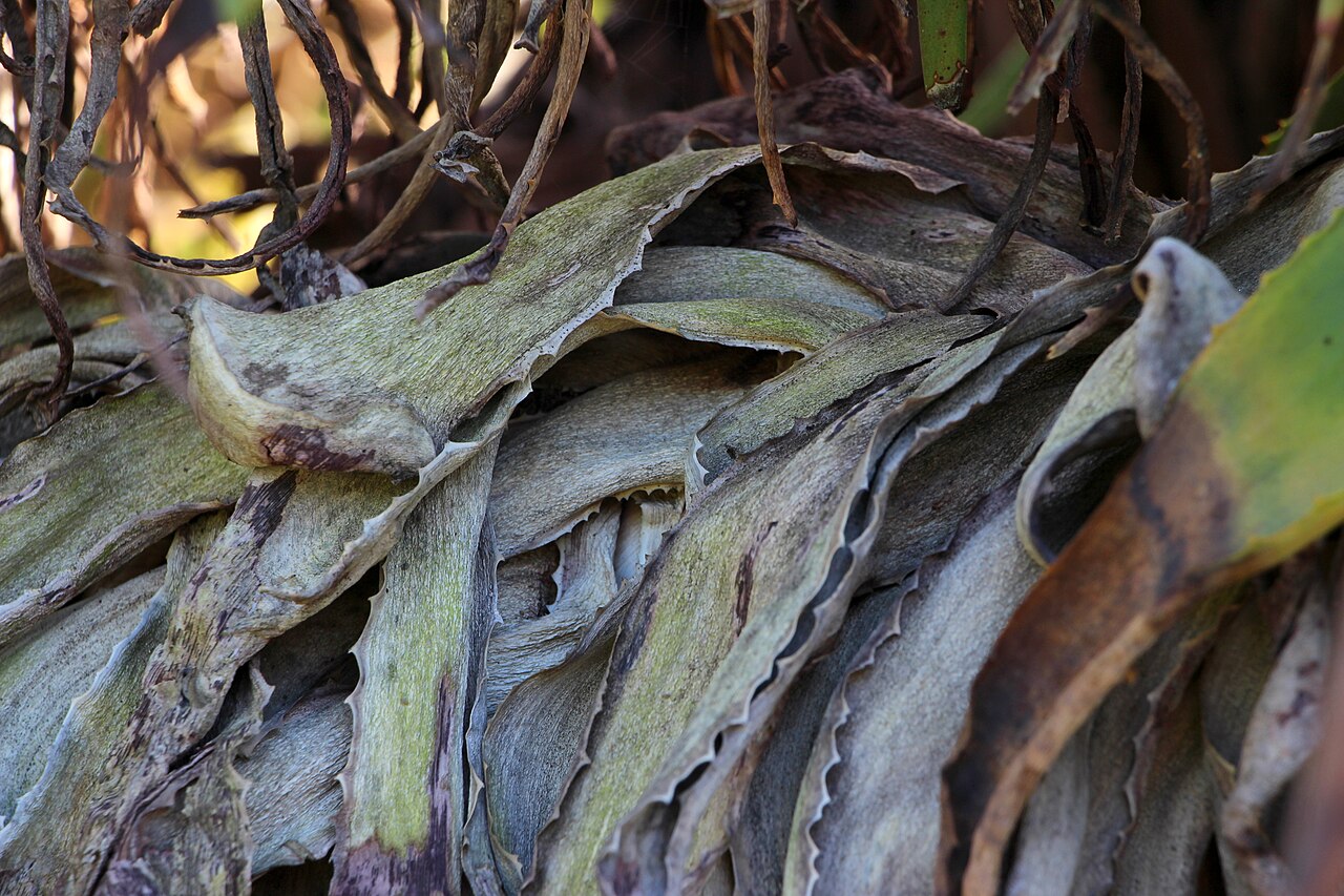 Aloe speciosa: Aloe speciosa. Peter Black Conservatory, Victoria Esplanade Park, Palmerston North, New Zealand