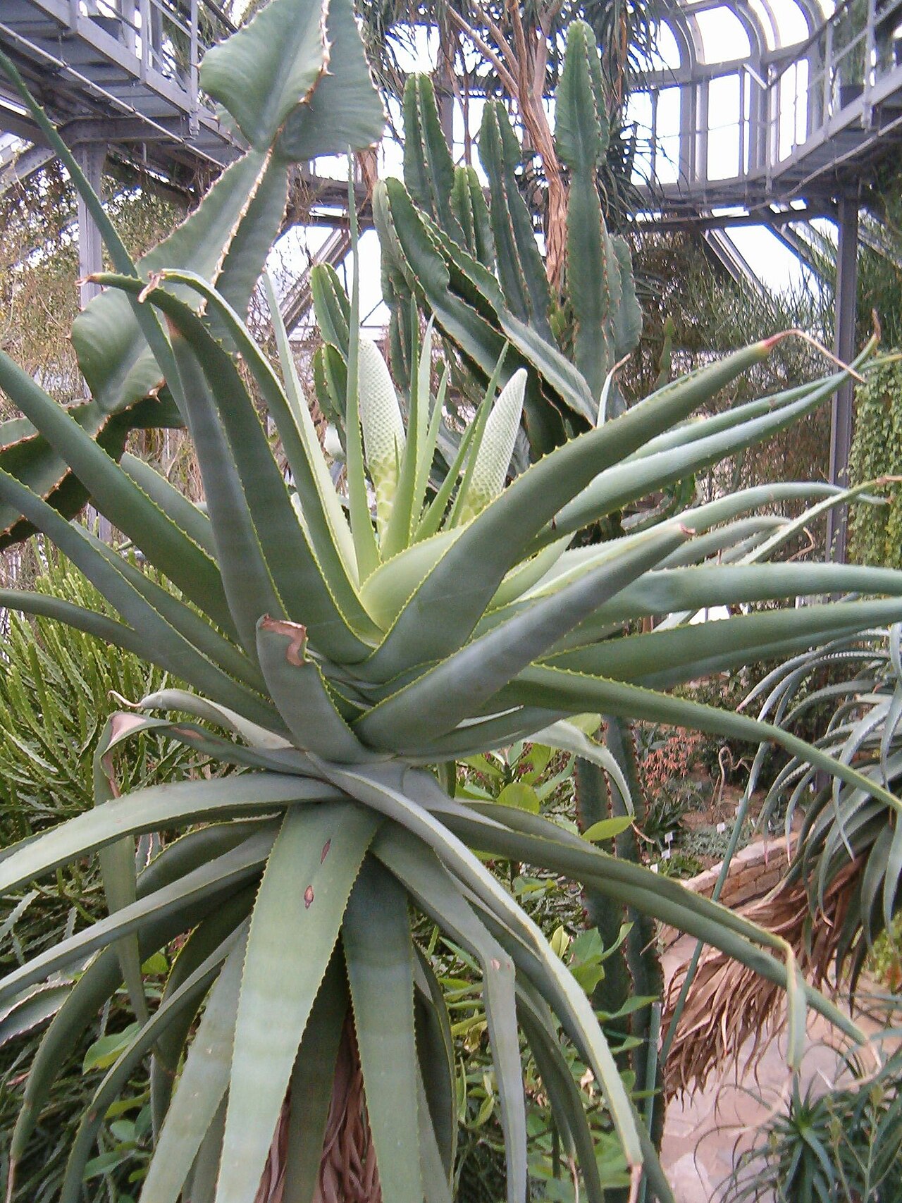 Aloe speciosa: Location: Botanical Gardens Berlin Dahlem Xerophyt
