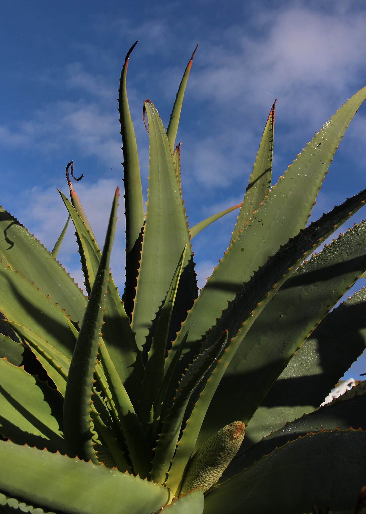 Aloe speciosa: Aloe speciosa. Peter Black Conservatory, Victoria Esplanade Park, Palmerston North, New Zealand