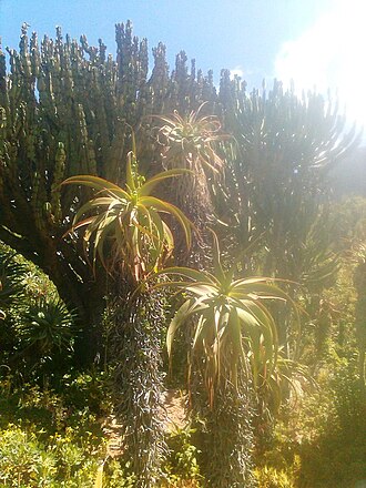 Aloe speciosa: Aloe speciosa - Tilt-head Aloe - South Africa