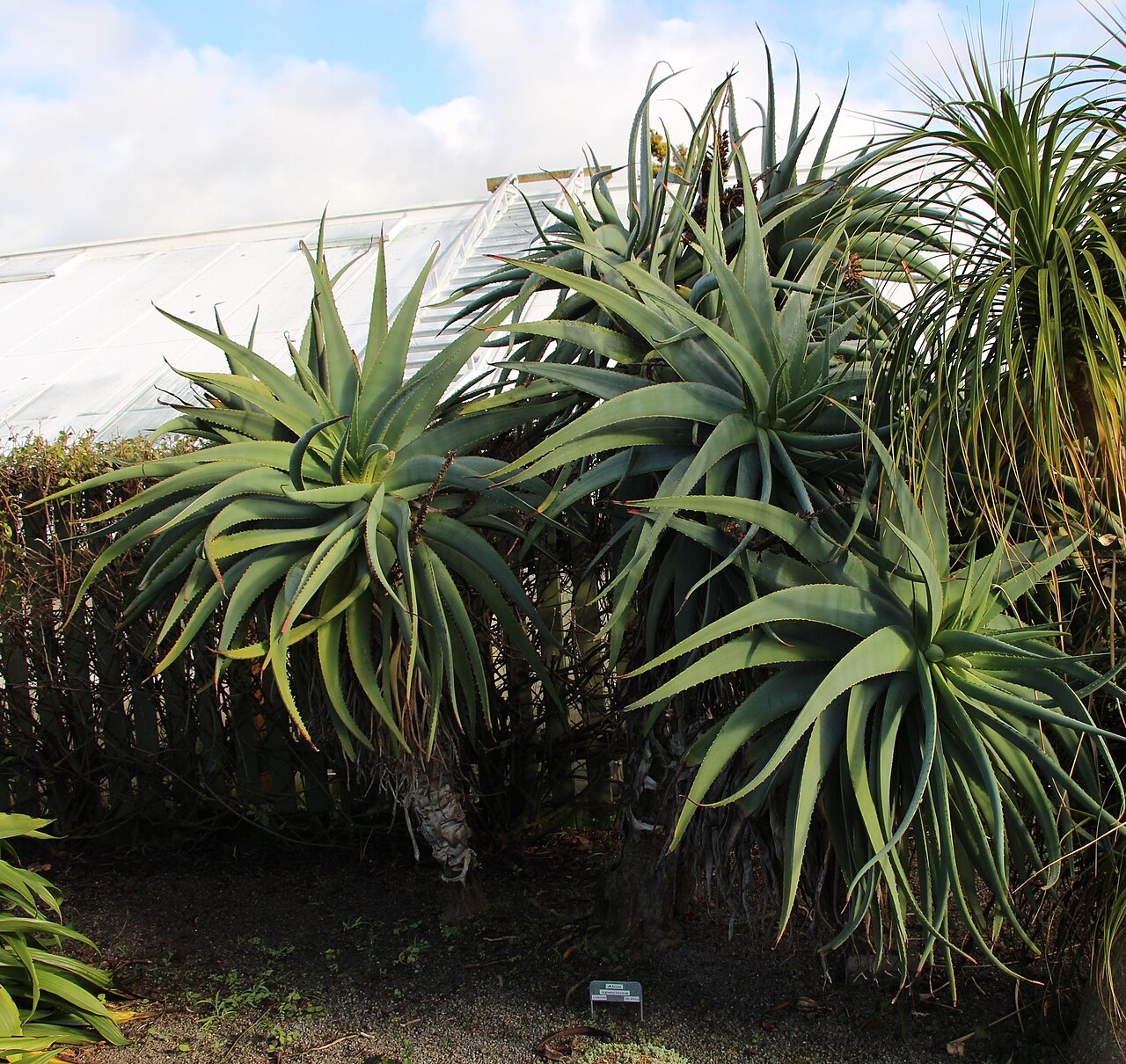 Aloe speciosa: Aloe speciosa. Peter Black Conservatory, Victoria Esplanade Park, Palmerston North, New Zealand