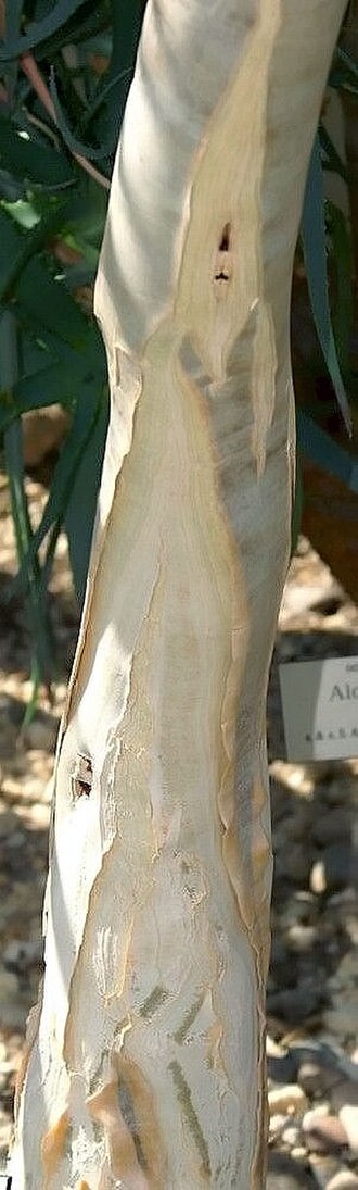 Aloe speciosa: Location taken: the New York Botanical Garden. Names: Aloe speciosa Baker, Slaphoringaalwyn, Tilt-Head Alo Classification: Plantae > Magnoliophyta > Liliopsida