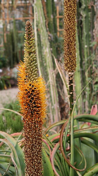 Lebombo aloe: Aloe sessilifora im Botanischen Garten Dresden