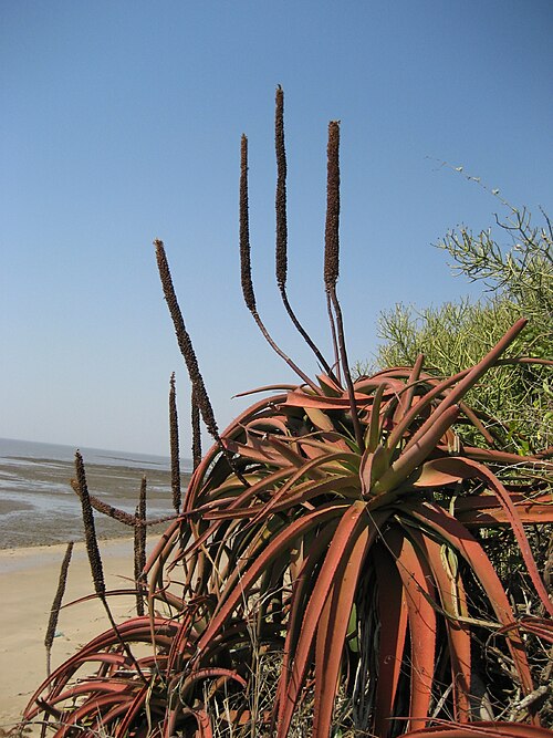 Lebombo aloe: Seed-bearing Aloe spicata on the coast of Maputo province of Mozambique. Also visible Euphorbia tirucalli.
