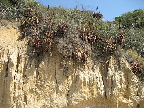 Lebombo aloe: Lots of Aloe spicata on limestone coastal cliffs close to Catembe, Mozambique.