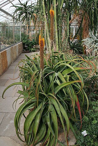 Lebombo aloe: Aloe sessilifora im Botanischen Garten Dresden