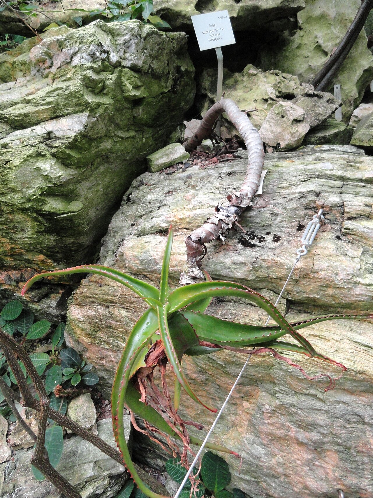 Aloe suarezensis: Botanical specimen in the Palmengarten, Frankfurt am Main, Germany.