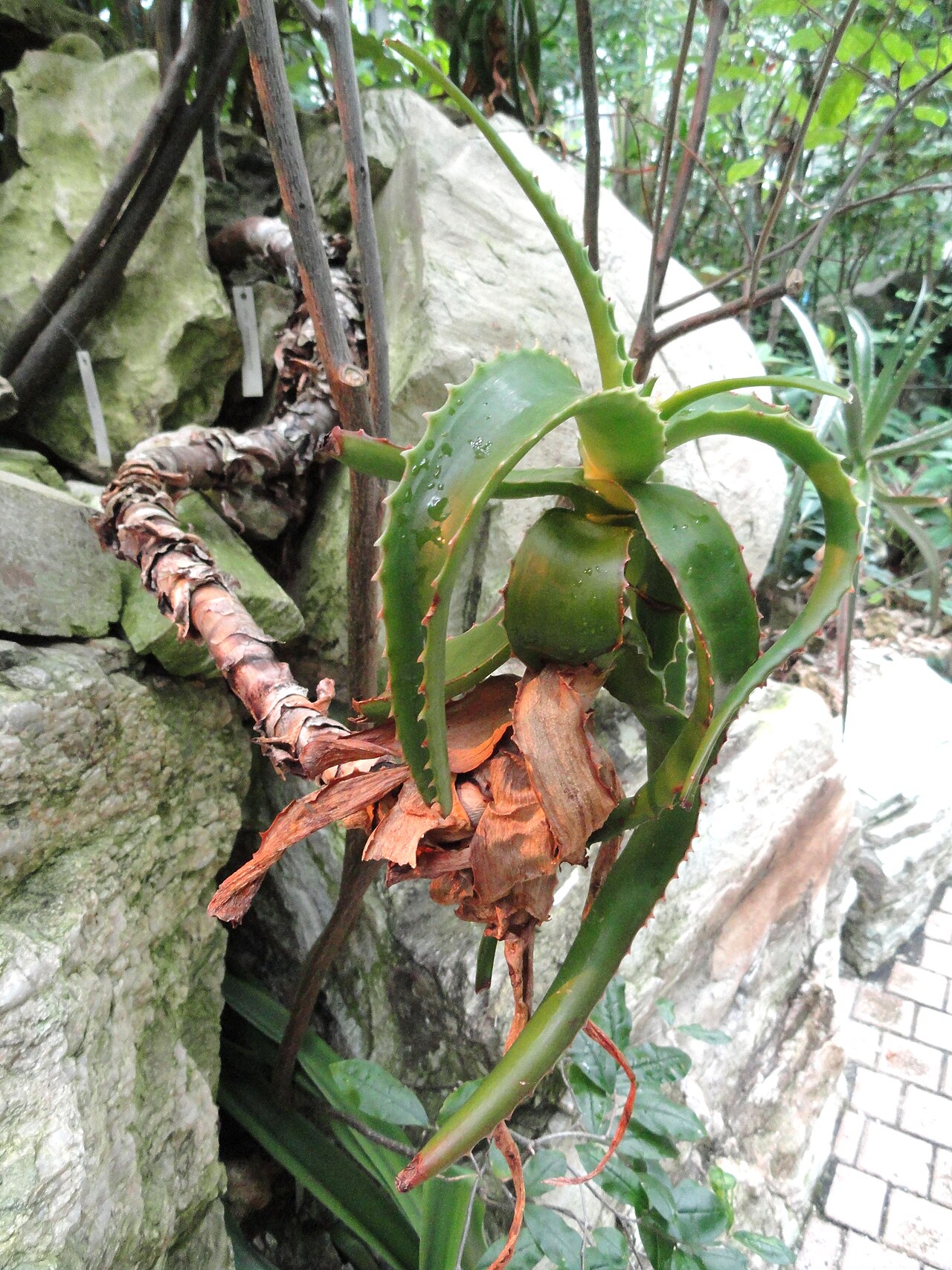Aloe suarezensis: Botanical specimen in the Palmengarten, Frankfurt am Main, Germany.