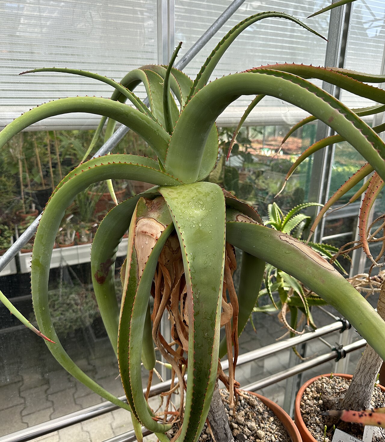 Aloe suarezensis: Aloe suarezensis im Botanischen Garten München