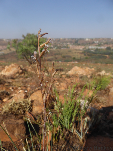 Aloe subspicata (Aloe subspicata)
