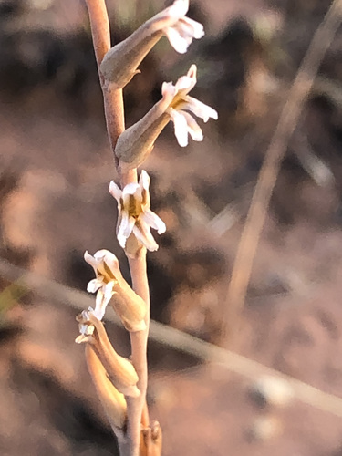 Aloe subspicata (Aloe subspicata)