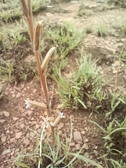 Aloe subspicata (Aloe subspicata)