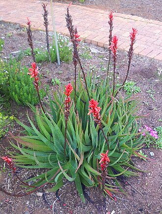 Fynbos aloe: Aloe succotrina - the fynbos aloe - Cape Town