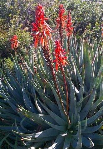 Fynbos aloe: Fynbos Aloe. Cape Town.