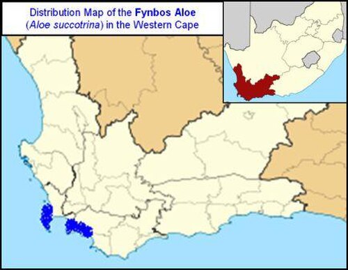 Fynbos aloe: Distribution Map of the Fynbos Aloe ( Aloe succotrina ) . Limited range on the Cape Peninsula Mountains, and between the Kogelberg Mountains and Hermanus,, in F