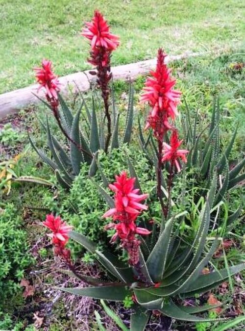 Fynbos aloe: Aloe succotrina Fynbos Aloe Cape Town - red flowers