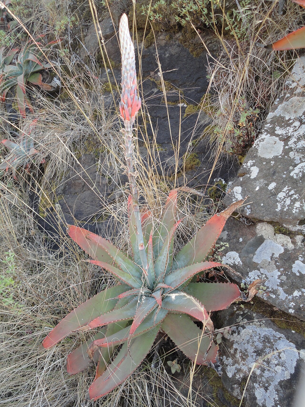 Aloe suprafoliata: Habit of a Book Aloe, near Louwsburg, KwaZulu-Natal
