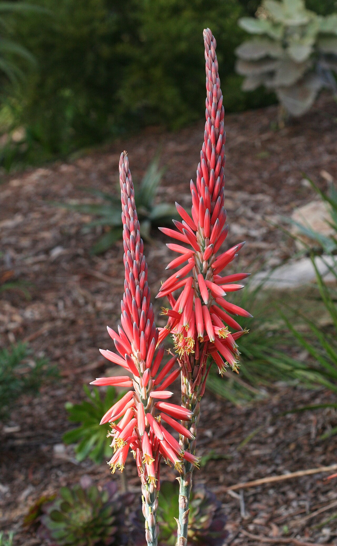 Aloe suprafoliata: Aloe suprafoliata flowers.