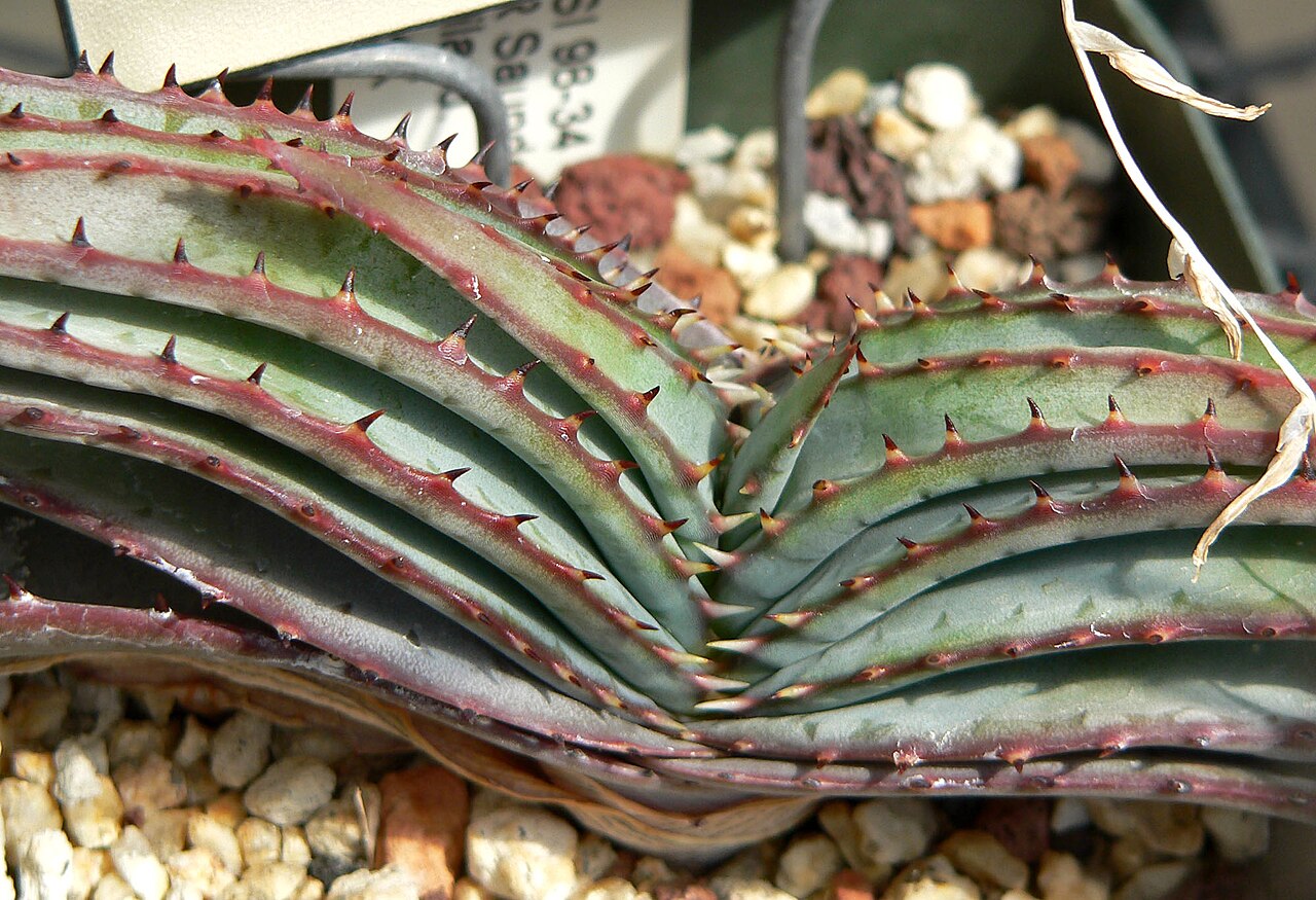 Aloe suprafoliata: Aloe suprafoliata at the University of California Botanical Garden , Berkeley, California