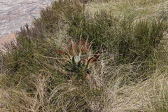 Aloe suprafoliata (Aloe suprafoliata)