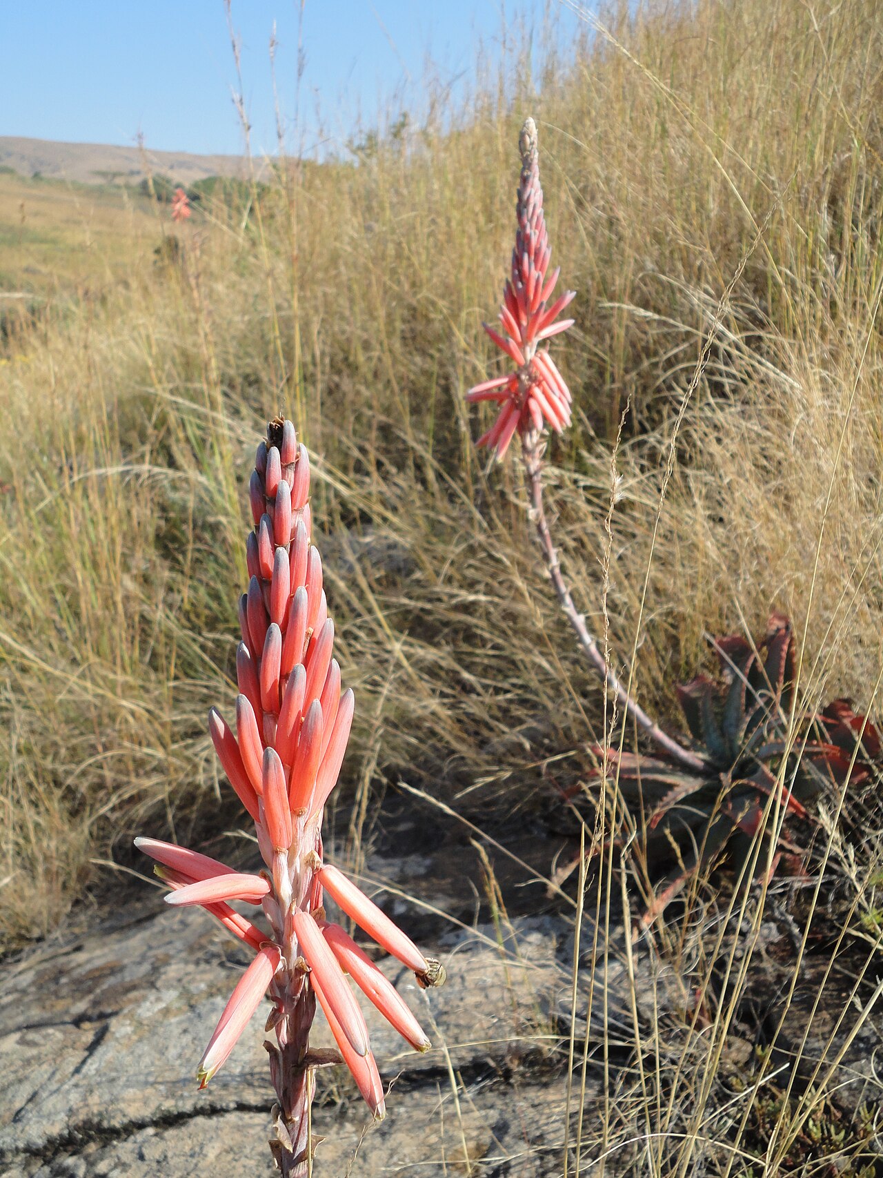 Aloe suprafoliata: Inflorescences of Book Aloes, near Louwsburg, KwaZulu-Natal