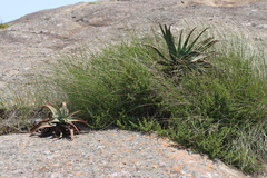 Aloe suprafoliata (Aloe suprafoliata)