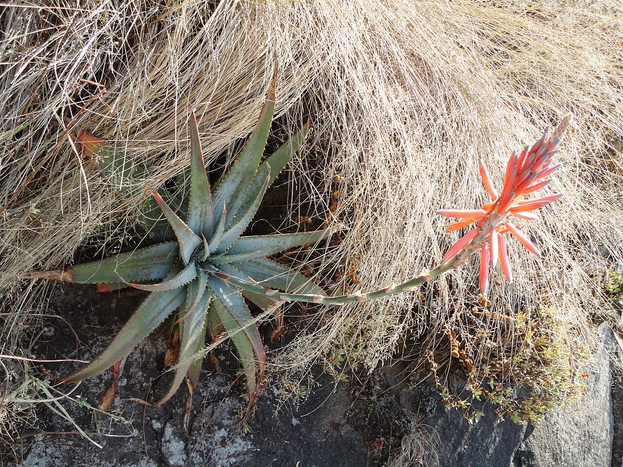 Aloe suprafoliata: Habit of a Book Aloe, growing sideways from vertical granite, near Louwsburg, KwaZulu-Natal