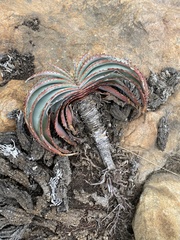 Aloe suprafoliata (Aloe suprafoliata)