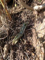 Aloe suprafoliata (Aloe suprafoliata)