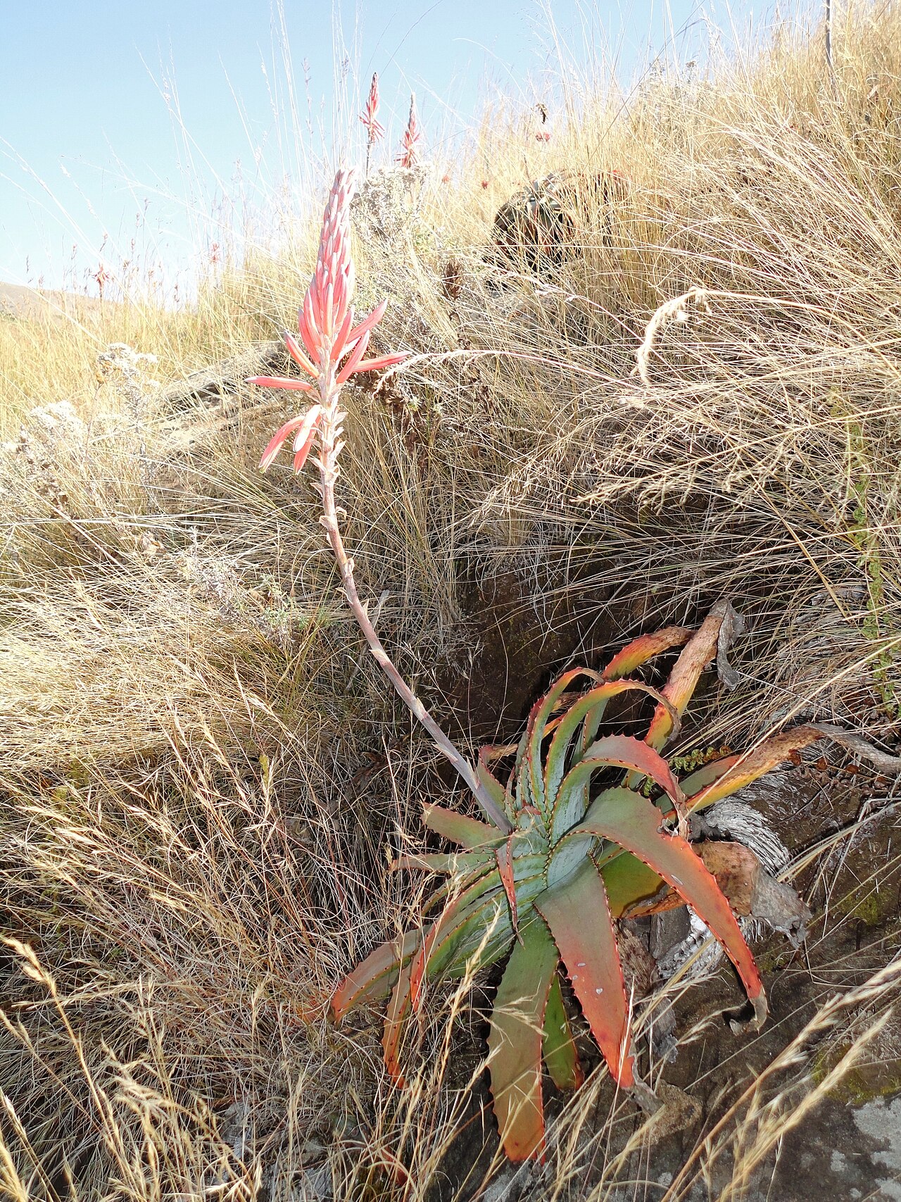 Aloe suprafoliata: Habit of a Book Aloe, near Louwsburg, KwaZulu-Natal