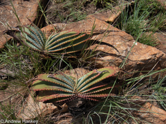 Aloe suprafoliata (Aloe suprafoliata)