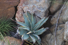 Aloe suprafoliata (Aloe suprafoliata)