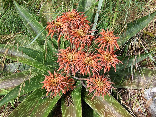 Aloe swynnertonii: Aloe swynnertonii on Mount Gorongosa close to Gorongosa National Park in Sofala province of Mozambique.