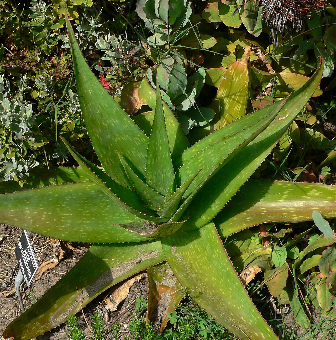 Aloe swynnertonii: Photo of Aloe swynnertonii at the San Francisco Botanical Garden