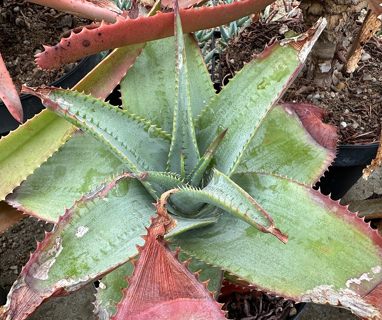 Aloe thorncroftii: Aloe thorncroftii in Kultur