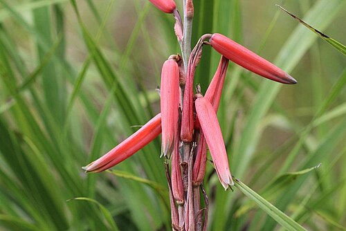 Aloe thorncroftii: Aloe thorncroftii