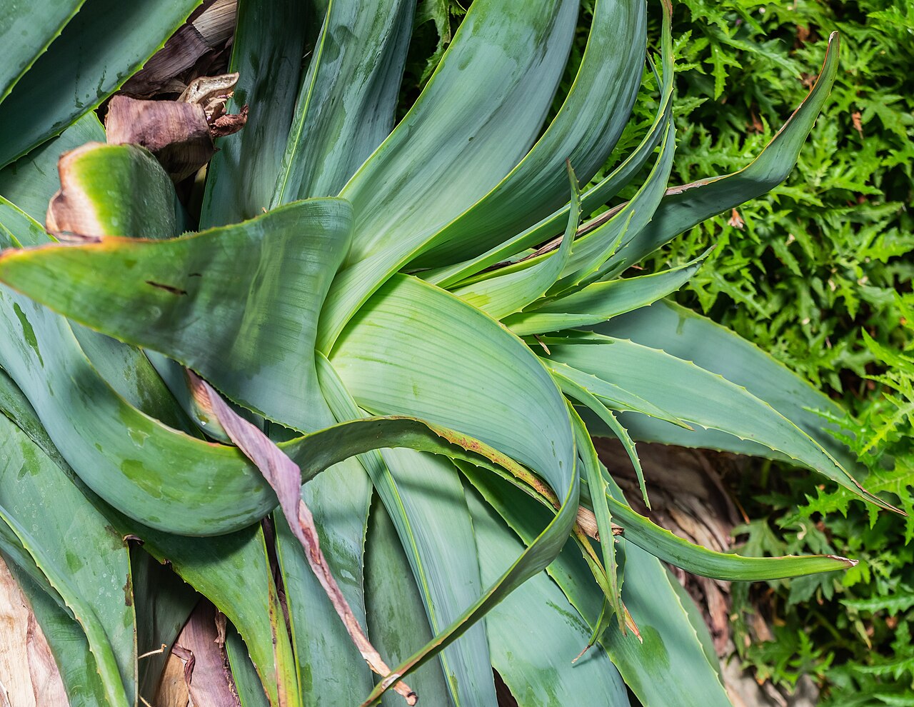 Aloe thorncroftii: Aloe thorncroftii in Botanischer Garten Münster, Lower Saxony, Germany