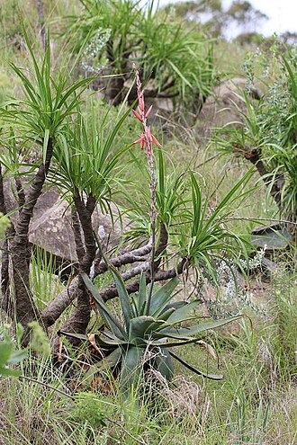 Aloe thorncroftii: Aloe thorncroftii